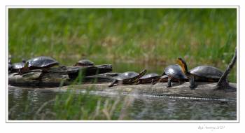 turtles on log 1 copy.jpg